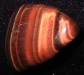 tigerseye2.jpg